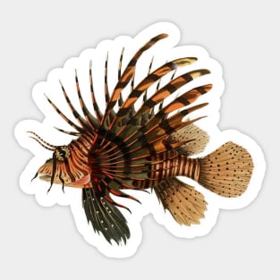 Lionfish Vintage Fish Natural History Antique Scientific Drawing Sticker